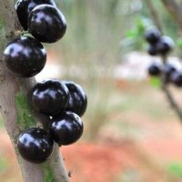 台湾特产 嘉宝果 新鲜水果 树葡萄鲜果 现摘现发 大果