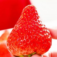 东港圣羽蔬果草莓种植基地丹东99草莓