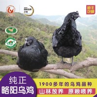 略阳乌鸡（ 2.5-3斤）